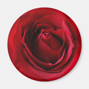 Aimant rose rouge profonde