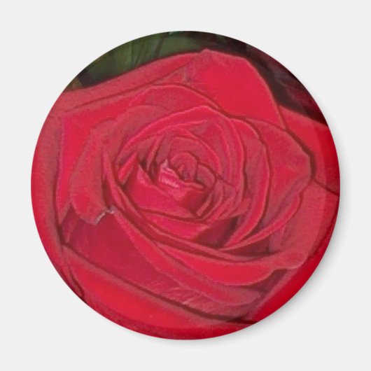Aimant rose rouge rayonnant (Devant)