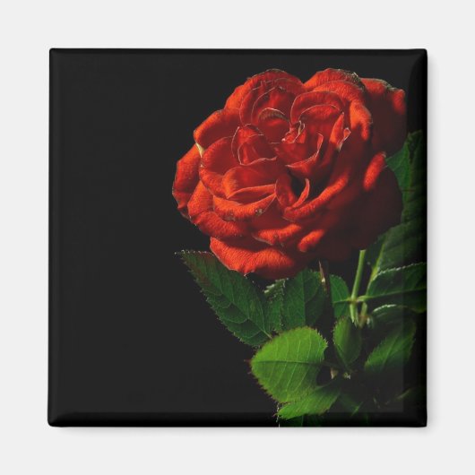 Aimant Rose rouge sur Floral noir (Devant)