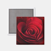 Aimant Rose rouge Valentine (Recto/Verso)