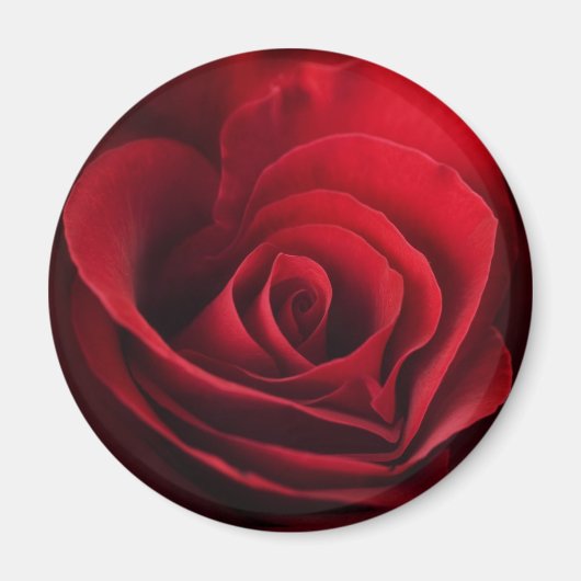 Aimant Rose rouge Valentine (Devant)