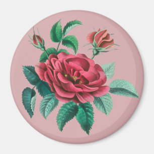 Aimant Rose rouge vintage
