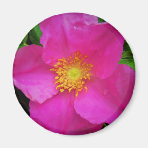 Aimant Rose sauvage d'Alberta Canada Fleur rose vif