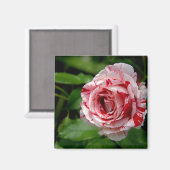 Aimant Rose Tiger (Recto/Verso)