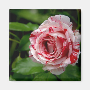 Aimant Rose Tiger Stripes