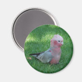 Aimant Roseate Cockatoo (Recto/Verso)