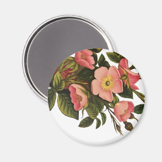 Aimant Roses Anciennes Belles Fleurs Botaniques Roses (Recto/Verso)
