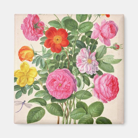 Aimant Roses, assiette 4 du Nassau Florilegium (avec allu (Devant)