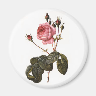 Aimant Roses de jardin roses antiques vintage en fleurs