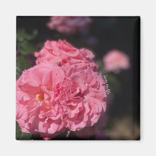 Aimant Roses roses