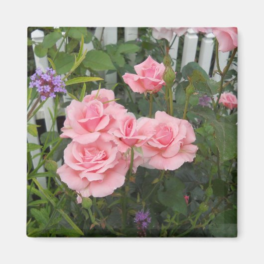 Aimant Roses Roses (Devant)