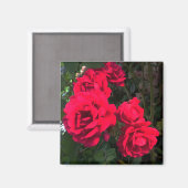 Aimant Roses rouges en floraison (Recto/Verso)