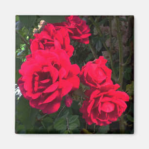 Aimant Roses rouges en floraison