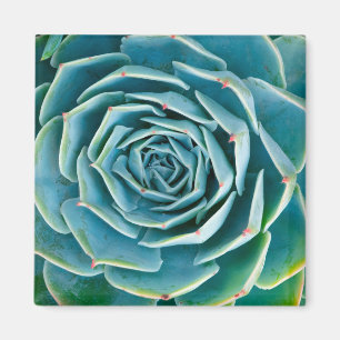 Aimant Rosette d'Echeveria, Jardin Secret de Marrakech