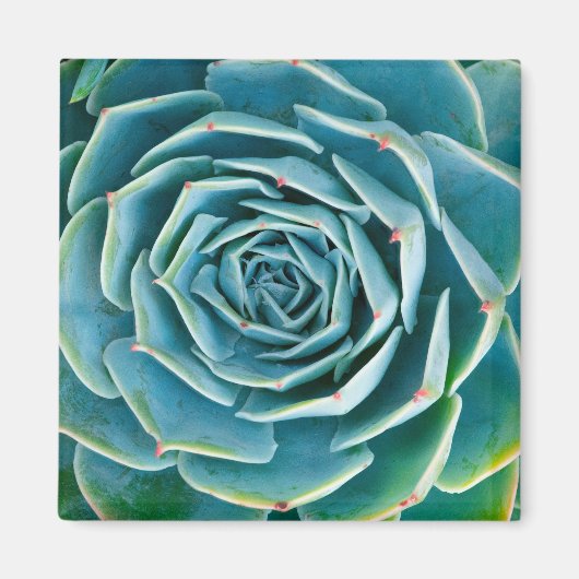 Aimant Rosette d'Echeveria, Jardin Secret de Marrakech (Devant)