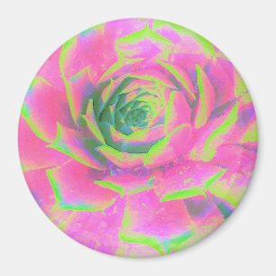 Aimant Rosette Succulente à la chaux verte et rose