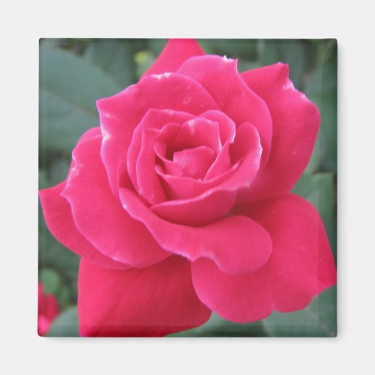 Aimant Rosey (Devant)