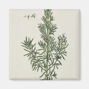 Aimant Rosmarinus Officinalis, "d'un de fines herbes