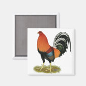Aimant Roster de Gamecock Wheaten (Recto/Verso)