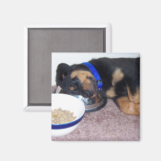 Aimant rottweiler à tête blanche. (Recto/Verso)