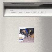 Aimant rottweiler à tête blanche. (In Situ (Lave-vaisselle))