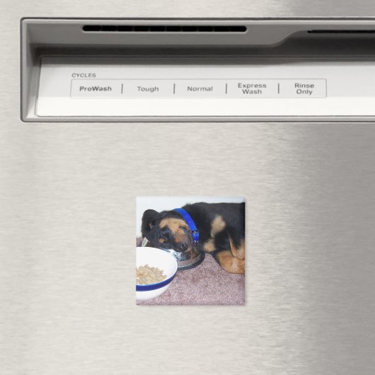 Aimant rottweiler à tête blanche. (In Situ (Lave-vaisselle))