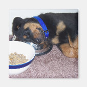 Aimant rottweiler à tête blanche. (Devant)