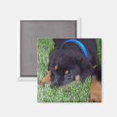Aimant rottweiler pup. (Recto/Verso)