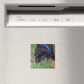 Aimant rottweiler pup. (In Situ (Lave-vaisselle))