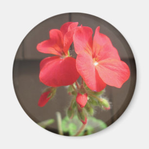 Aimant Rouge de géranium