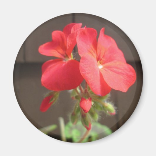 Aimant Rouge de géranium (Devant)