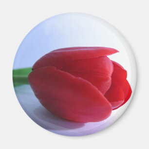 Aimant rouge de tulipe