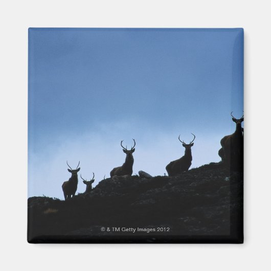 AIMANT ROUGE DEER (CERVUS ELAPHUS) SILHOUETTÉ CONTRE (Devant)