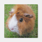 Aimant Rouge et blanc, Cheveux longs Cochon de Guinée en (Devant)