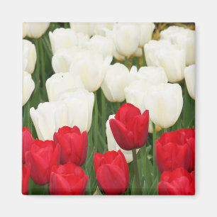 Aimant rouge et blanc de tulipes