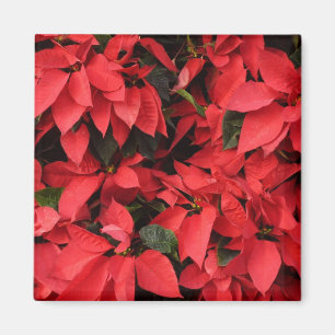 Aimant Rouge Poinsettias II Noël Fête Florale