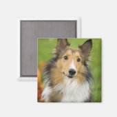 Aimant Rough Collie, chien (Recto/Verso)