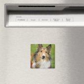 Aimant Rough Collie, chien (In Situ (Lave-vaisselle))