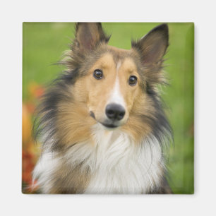 Aimant Rough Collie, chien