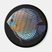 Aimant Royal Blue Discus (Devant)