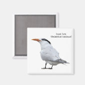 Aimant Royal Tern (Recto/Verso)