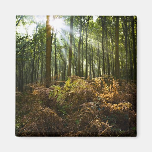 Aimant Royaume-Uni, Angleterre. Rayons de soleil traversa (Devant)