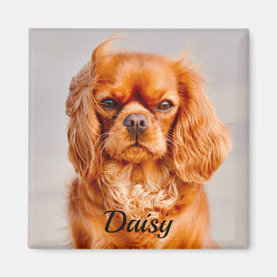 Aimant Ruby Cavalier King Charles Spaniel