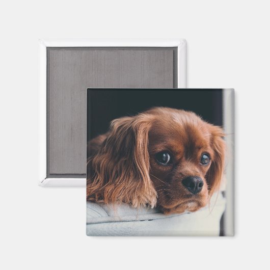 Aimant Ruby Cavalier King Charles Spaniel (Recto/Verso)