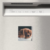 Aimant Ruby Cavalier King Charles Spaniel (In Situ (Lave-vaisselle))