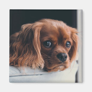 Aimant Ruby Cavalier King Charles Spaniel