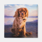 Aimant Ruby Cavalier King Charles Spaniel au coucher du s (Devant)