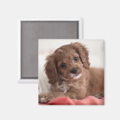 Aimant Ruby Cavapoo Chien chiot (Recto/Verso)