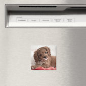 Aimant Ruby Cavapoo Chien chiot (In Situ (Lave-vaisselle))