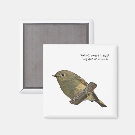 Aimant Ruby-Crowned Kinglet (Recto/Verso)